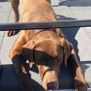 Meet your Posher, Samantha